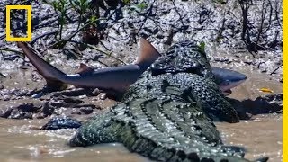 Un crocodile se bat contre un requinbouledogue [upl. by Bryce]