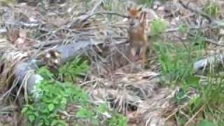 Baby Fawn Crying And Rescued By Mother [upl. by Eneladgam927]