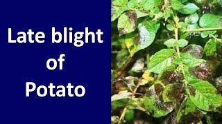 How to manage Late blight in Potato Phytophthora infestans [upl. by Ygiaf307]