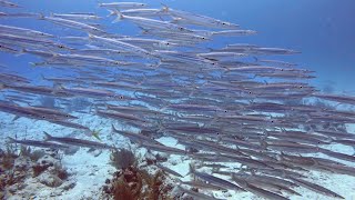 SCUBA Diving in Akumal Mexico [upl. by Brine683]