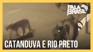 Onças são flagradas andando pelas ruas do interior paulista [upl. by Goldenberg]