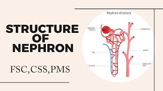 Nephron Structure Nephron class 12 Nephron diagram Nephron [upl. by Nnyw749]