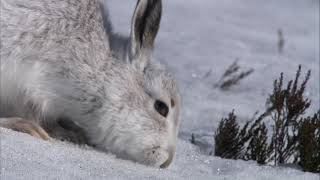 England’s Mountain Hares At Risk From Climate Change [upl. by Ittap]