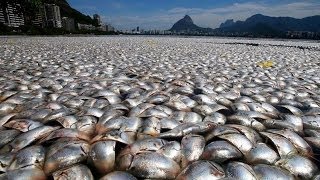 THOUSANDS OF DEAD FISH WASH UP ON RODRIGO DE FREITAS LAGOON BRAZIL SHORES TUESDAY MAR 14 2013 [upl. by Alberik470]