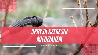 Oprysk czereśni miedzianem  dlaczego kiedy i po co [upl. by Meehan]