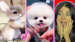 Los Animales más TIERNOS de TikTok [upl. by Nedyrb]