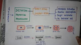 CHEMICAL CARCINOGENESIS  NEOPLASIA STAGES  DIRECT OR INDIRECT CARCINOGEN  oncogenesis [upl. by Ayek]