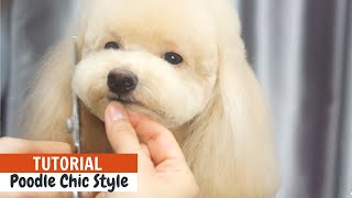 TOY POODLE Asian Fusion Grooming Chic Style WITH EASY GROOMING TIPS Tutorial  ASIAN CUTE DOGS [upl. by Llednol]