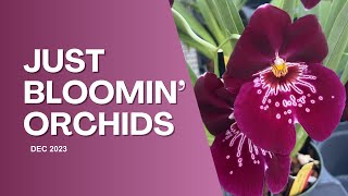 Just Bloomin OrchidsDec 2023 [upl. by Atahs]