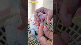 pigeon pox treatment 💯🕊️ viral viralvideo viralshorts youtubeshorts birds edit [upl. by Nylirehs]