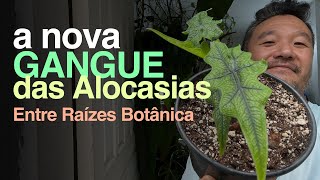 NOVA Gangue das Alocasias  Entre Raízes Botânica  Jardineiros Urbanos por Flay [upl. by Gem]