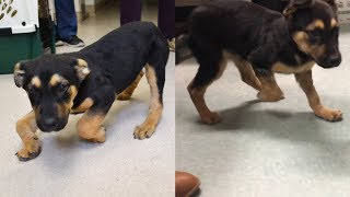 Malnourished Puppy Unable to Walk from Deformity Now Cant Stop Running [upl. by Llennaj353]