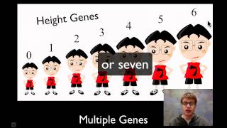 Chromosomal Genetics [upl. by Hochman]