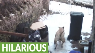 Thief stealing from yard greeted by Bull Mastiff [upl. by Chaworth794]