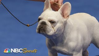 National Dog Show 2023 NonSporting Group Full Judging  NBC Sports [upl. by Erie598]