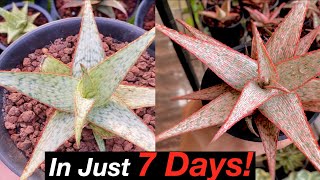 How to GROW COLORFUL ALOES and ALOE HYBRIDS [upl. by Inej704]