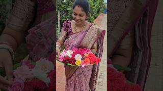 Roses harvesting గులాబీలు roses mygarden harvesting shortvideo ytshorts gardening flower [upl. by Nash]