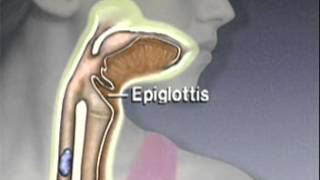 Through the Esophagus The Function of Peristalsis [upl. by Parthena]