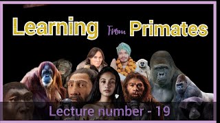 Learning from primates Primates bsc hons anthropology biological anthropology [upl. by Ahsenod56]