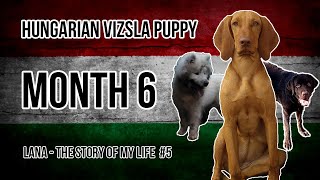 Hungarian Vizsla Puppy 5 Month 6 [upl. by Keryt949]