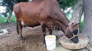 animalshortsjammuampkashmirindiaRussiaUKUSAjarsi cowPlease like and subscribe [upl. by Nellak]