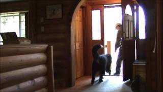 Teaching Three Dogs to Sit Quietly Before Going Out [upl. by Ellerrehc]