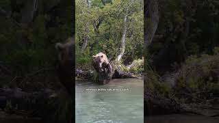 Discover Kamchatka Peninsula kamchatka travel explore travelvlog [upl. by Autum181]