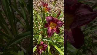 Daylily flowers 💐 shortsfeed flower lily daylily [upl. by Ardnaik]