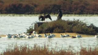 Riserva Naturale e Oasi WWF Laguna di Ponente di Orbetello [upl. by Naimed860]