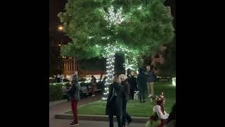 Huntington Park Tree Lighting Ceremony Nob Hill San Francisco California 2023 Shorts [upl. by Einahpats]