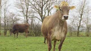 Cows jumping for joy as they are released on to grass [upl. by Sineray]