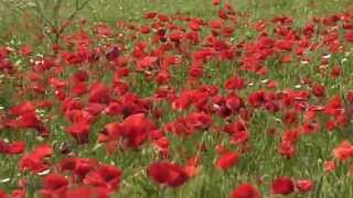 Mohnblüten tanzen im Wind  Sommer In Istrien Kroatien Hratska Croatia [upl. by Alios]