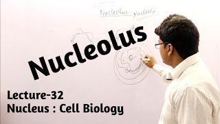 Nucleolus  Nucleus  Cell Biology  Lecture32 [upl. by Intihw]