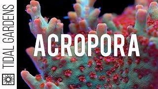 Acropora Coral Care Tips [upl. by Chivers]