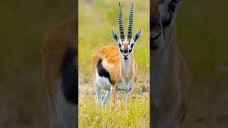 Thomsons Gazelle Eudorcas thomsonii Referred to as a tommie 😹  Observed in Description [upl. by Kathe]