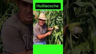 quot¿Conoces el Oro Negro del Maíz ¡Descubre el Huitlacochequot 🌽🍄 plantas huerto jardin rancho [upl. by Arie]