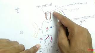 Parotid gland Relation Horizontal section  TCML [upl. by Kristie939]