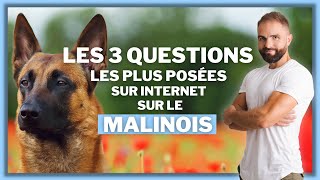 Les 3 questions les plus posées sur internet sur le Malinois [upl. by Jerrie]