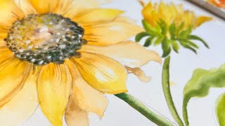 Watercolor Bright Sunflower with WATERCOLOR WASHES  glazes and details Rain in background is real [upl. by Arimaj472]