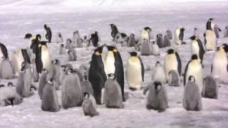 Emperor Penguins [upl. by Olympium401]