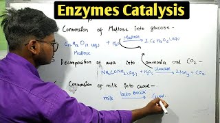 Enzyme catalysis  Class 12 chemistry chapter5 surface chemistry [upl. by Besse]