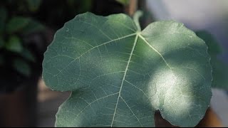 Plantenkennis het blad of assimilatie of fotosynthese  Tuinmanieren [upl. by Neltiac]