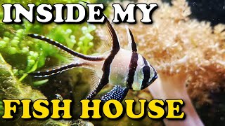 HUGE Macroalgae Reef Tank TOUR  Planted Reef Fish House Update [upl. by Enyamrahs]