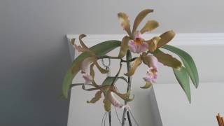 Cattleya forbesii x cattleya velutina [upl. by Eihpos]