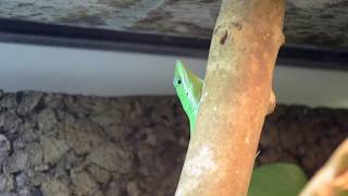 Anoles tour  Anolis hendersoni Anolis coelestinus Anolis sagrei [upl. by Oberstone]