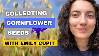 Collecting Cornflower Seeds In Less Than A Minute [upl. by Allie]