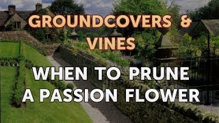 When to Prune a Passion Flower [upl. by Olga]