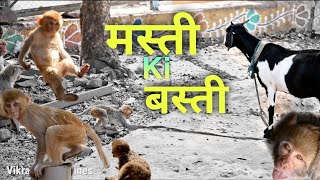 Masti Ki Basti  Vikram Bagri Vines  Monkey Funny dubbing Video  Animal funny video [upl. by Nyved]