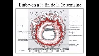 3 ème semaine du développement embryonnaire partie 01 [upl. by Hartwell]