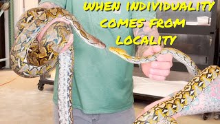 Reticulated Python Localities What Difference Can They Make [upl. by Ennahgiel]